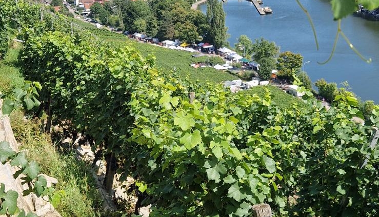 Foto der Steillagen Bad Cannstatt